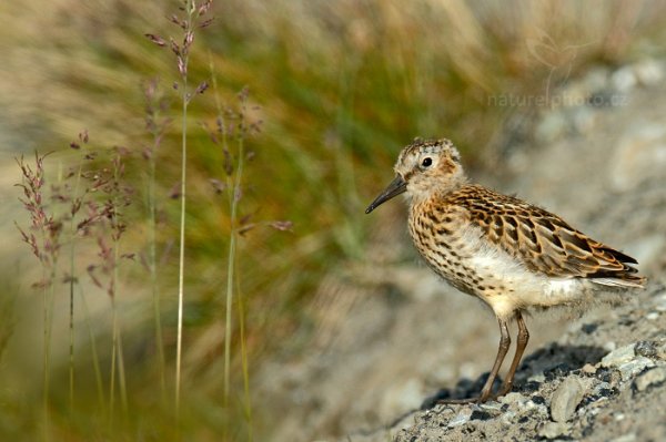 Jespák obecný (Calidris alpina), Jespák obecný (Calidris alpina) Dunlin, Autor: Ondřej Prosický | NaturePhoto.cz, Model: Canon EOS-1D X, Objektiv: EF400mm f/2.8L IS II USM +2x III, Ohnisková vzdálenost (EQ35mm): 800 mm, fotografováno z ruky, Clona: 8.0, Doba expozice: 1/1000 s, ISO: 800, Kompenzace expozice: -2/3, Blesk: Ne, 25. července 2013 20:15:05, Lyngyaerbyen, Špicberky (Norsko)