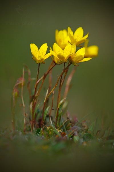 Saxifraga flagellaris, (Saxifraga flagellaris) Whiplash Saxifrage, Autor: Ondřej Prosický | NaturePhoto.cz, Model: Canon EOS-1D X, Objektiv: EF400mm f/2.8L IS II USM +2x III, Ohnisková vzdálenost (EQ35mm): 800 mm, fotografováno z ruky, Clona: 9.0, Doba expozice: 1/250 s, ISO: 400, Kompenzace expozice: -1 2/3, Blesk: Ne, 13. července 2013 14:54:40, Lyngyaerbyen, Špicberky (Norsko)