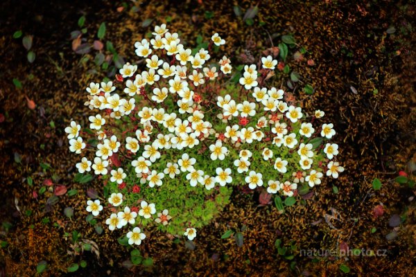 Saxifraga cespitosa, (Saxifraga cespitosa) tufted saxifrage, Autor: Ondřej Prosický | NaturePhoto.cz, Model: Canon EOS 5D Mark III, Objektiv: EF70-200mm f/2.8L IS II USM, Ohnisková vzdálenost (EQ35mm): 95 mm, fotografováno z ruky, Clona: 3.5, Doba expozice: 1/1000 s, ISO: 800, Kompenzace expozice: 0, Blesk: Ne, 26. července 2013 18:06:33, Lyngyaerbyen, Špicberky (Norsko)