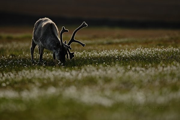 Sob polární  (Rangifer tarandus), Sob polární  (Rangifer tarandus) Svalbard Reindeer, Autor: Ondřej Prosický | NaturePhoto.cz, Model: Canon EOS-1D X, Objektiv: EF400mm f/2.8L IS II USM, Ohnisková vzdálenost (EQ35mm): 400 mm, fotografováno z ruky, Clona: 3.5, Doba expozice: 1/2500 s, ISO: 500, Kompenzace expozice: -1/3, Blesk: Ne, 13. července 2013 3:41:59, Lyngyaerbyen, Špicberky (Norsko)