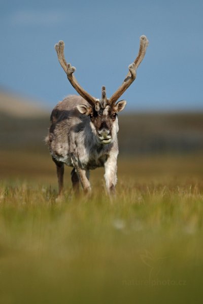 Sob polární  (Rangifer tarandus), Sob polární  (Rangifer tarandus) Svalbard Reindeer, Autor: Ondřej Prosický | NaturePhoto.cz, Model: Canon EOS-1D X, Objektiv: EF400mm f/2.8L IS II USM, Ohnisková vzdálenost (EQ35mm): 400 mm, fotografováno z ruky, Clona: 3.5, Doba expozice: 1/3200 s, ISO: 500, Kompenzace expozice: -1/3, Blesk: Ne, 13. července 2013 3:46:34, Lyngyaerbyen, Špicberky (Norsko)
