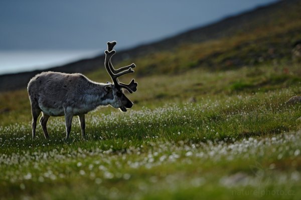 Sob polární  (Rangifer tarandus), Sob polární  (Rangifer tarandus) Svalbard Reindeer, Autor: Ondřej Prosický | NaturePhoto.cz, Model: Canon EOS-1D X, Objektiv: EF400mm f/2.8L IS II USM, Ohnisková vzdálenost (EQ35mm): 400 mm, fotografováno z ruky, Clona: 3.5, Doba expozice: 1/1250 s, ISO: 500, Kompenzace expozice: -1/3, Blesk: Ne, 13. července 2013 3:43:14, Lyngyaerbyen, Špicberky (Norsko)