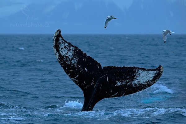 Keporkak , Keporkak (Megaptera novaeangliae) Humpback Whale, Autor: Ondřej Prosický | NaturePhoto.cz, Model: Canon EOS-1D X, Objektiv: EF400mm f/2.8L IS II USM, Ohnisková vzdálenost (EQ35mm): 400 mm, fotografováno z ruky, Clona: 6.3, Doba expozice: 1/1000 s, ISO: 1600, Kompenzace expozice: 0, Blesk: Ne, 20. července 2013 13:52:37, Hinlopenstretet, Špicberky (Norsko)