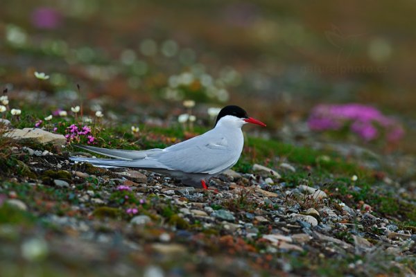 Rybák dlouhoocasý (Sterna paradisaea), Rybák dlouhoocasý (Sterna paradisaea) Arctic Tern, Autor: Ondřej Prosický | NaturePhoto.cz, Model: Canon EOS-1D X, Objektiv: EF400mm f/2.8L IS II USM, Ohnisková vzdálenost (EQ35mm): 400 mm, fotografováno z ruky, Clona: 6.3, Doba expozice: 1/400 s, ISO: 800, Kompenzace expozice: -1/3, Blesk: Ne, 13. července 2013 3:21:01, Lyngyaerbyen, Špicberky (Norsko)