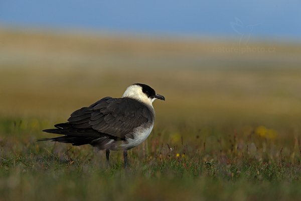 Chaluha příživná (Stercorarius parasiticus), Chaluha příživná (Stercorarius parasiticus) Artic Skua, Autor: Ondřej Prosický | NaturePhoto.cz, Model: Canon EOS-1D X, Objektiv: Canon EF 400mm f/2.8 L IS II USM, fotografováno z ruky, Clona: 9.0, Doba expozice: 1/250 s, ISO: 250, Kompenzace expozice: -1, Blesk: Ne, Vytvořeno: 13. července 2013 4:00:20, Longyearbyen, Špicberky (Norsko)