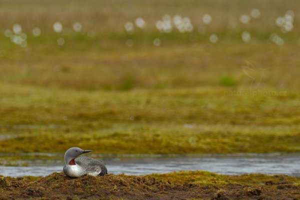 Potáplice malá (Gavia stellata), Potáplice malá (Gavia stellata) Red-throated Loon, Autor: Ondřej Prosický | NaturePhoto.cz, Model: Canon EOS-1D X, Objektiv: EF400mm f/2.8L IS II USM +2x III, Ohnisková vzdálenost (EQ35mm): 800 mm, fotografováno z ruky, Clona: 7.1, Doba expozice: 1/320 s, ISO: 500, Kompenzace expozice: -1/3, Blesk: Ne, 26. července 2013 13:13:01, Lyngyaerbyen, Špicberky (Norsko)