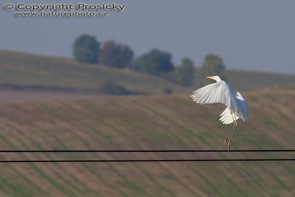 Baletka, přiznávám, trochu náhoda, to vodorovné jsou dráty el. napětí, Autor: Ondřej Prosický, Model aparátu: Canon EOS 20D, Objektiv: Canon EF 400mm f/5.6 L USM + TC Kenko SQH 1.5x, Manfrotto 190B + 141RC, Ohnisková vzdálenost: 400.00 mm, Režim měření expozice: Vzorek, Clona: 7.10, Doba expozice: 1/500 s, ISO: 400, Vyvážení expozice: -0.67, Blesk: Ne, Vytvořeno: 10. října 2005 15:21:31, mezi obcemi Kujavy a Pustějov (ČR)