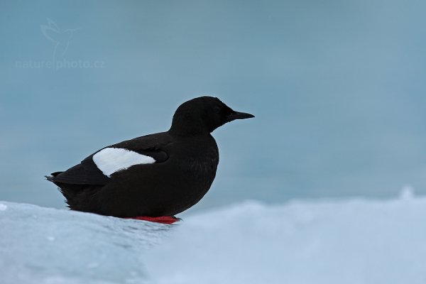 Alkoun obecný (Cepphus grylle), Alkoun obecný (Cepphus grylle) Black Guillemot, Autor: Ondřej Prosický | NaturePhoto.cz, Model: Canon EOS-1D X, Objektiv: Canon EF 400mm f/2.8 L IS II USM, fotografováno z ruky, Clona: 5.6, Doba expozice: 1/800 s, ISO: 200, Kompenzace expozice: +2/3, Blesk: Ne, Vytvořeno: 15. července 2013 9:50:34, Krossfjorden, Špicberky (Norsko)