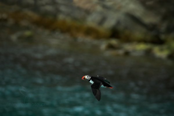 Papuchalk ploskozobý (Fratercula arctica), Papuchalk ploskozobý (Fratercula arctica) Atlantic Puffin, Autor: Ondřej Prosický | NaturePhoto.cz, Model: Canon EOS-1D X, Objektiv: Canon EF 400mm f/2.8 L IS II USM, fotografováno z ruky, Clona: 6.3, Doba expozice: 1/1600 s, ISO: 1600, Kompenzace expozice: -1, Blesk: Ne, Vytvořeno: 15. července 2013 15:08:21, Krossfjorden, Špicberky (Norsko)