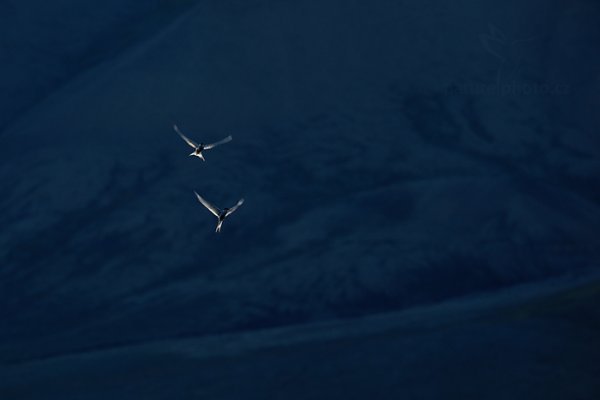 Rybák dlouhoocasý (Sterna paradisaea), Rybák dlouhoocasý (Sterna paradisaea) Arctic Tern, Autor: Ondřej Prosický | NaturePhoto.cz, Model: Canon EOS-1D X, Objektiv: EF400mm f/2.8L IS II USM, Ohnisková vzdálenost (EQ35mm): 400 mm, fotografováno z ruky, Clona: 5.6, Doba expozice: 1/200 s, ISO: 400, Kompenzace expozice: -2/3, Blesk: Ne, 13. července 2013 22:23:10, Lyngyaerbyen, Špicberky (Norsko)