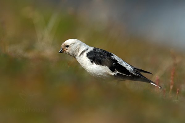 Sněhule severní (Plectrophenax nivalis), Sněhule severní (Plectrophenax nivalis) Snow Bunting, Autor: Ondřej Prosický | NaturePhoto.cz, Model: Canon EOS-1D X, Objektiv: EF400mm f/2.8L IS II USM +2x III, Ohnisková vzdálenost (EQ35mm): 800 mm, fotografováno z ruky, Clona: 9.0, Doba expozice: 1/640 s, ISO: 400, Kompenzace expozice: -1 2/3, Blesk: Ne, 13. července 2013 15:25:42, Lyngyaerbyen, Špicberky (Norsko)