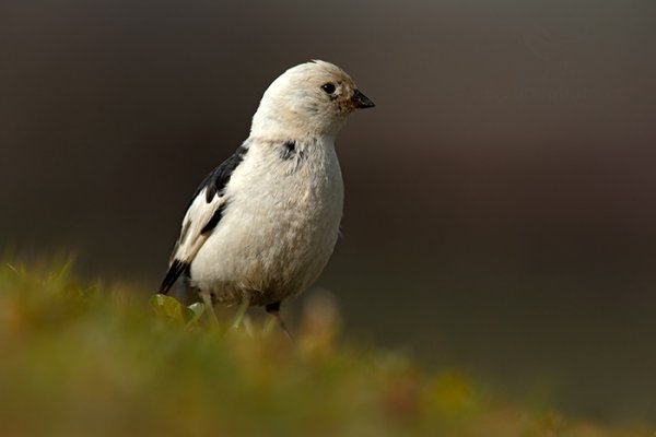 Sněhule severní (Plectrophenax nivalis), Sněhule severní (Plectrophenax nivalis) Snow Bunting, Autor: Ondřej Prosický | NaturePhoto.cz, Model: Canon EOS-1D X, Objektiv: EF400mm f/2.8L IS II USM +2x III, Ohnisková vzdálenost (EQ35mm): 800 mm, fotografováno z ruky, Clona: 9.0, Doba expozice: 1/400 s, ISO: 400, Kompenzace expozice: -1 2/3, Blesk: Ne, 13. července 2013 15:26:21, Lyngyaerbyen, Špicberky (Norsko)