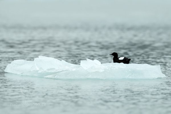 Alkoun obecný (Cepphus grylle), Alkoun obecný (Cepphus grylle) Black Guillemot, Autor: Ondřej Prosický | NaturePhoto.cz, Model: Canon EOS-1D X, Objektiv: EF400mm f/2.8L IS II USM, Ohnisková vzdálenost (EQ35mm): 400 mm, fotografováno z ruky, Clona: 5.6, Doba expozice: 1/800 s, ISO: 200, Kompenzace expozice: +2/3, Blesk: Ne, 15. července 2013 9:50:02, Kroossfjorden, Špicberky (Norsko)
