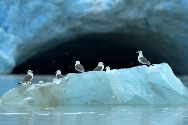 Racek tříprstý (Rissa tridactyla), Racek tříprstý (Rissa tridactyla) Black-legged Kittiwake, Autor: Ondřej Prosický | NaturePhoto.cz, Model: Canon EOS-1D X, Objektiv: Canon EF 400mm f/2.8 L IS II USM, fotografováno z ruky, Clona: 7.1, Doba expozice: 1/500 s, ISO: 400, Kompenzace expozice: +2/3, Blesk: Ne, Vytvořeno: 15. července 2013 10:51:15, Krossfjorden, Špicberky (Norsko)