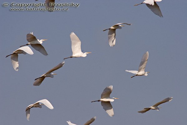 Volavka bílá (Egretta alba), Autor: Ondřej Prosický, Model aparátu: Canon EOS 20D, Objektiv: Canon EF 400mm f/5.6 L USM + TC Kenko SQH 1.5x, fotografováno z ruky, Ohnisková vzdálenost: 400.00 mm, Režim měření expozice: Vzorek, Clona: 7.10, Doba expozice: 1/1000 s, ISO: 400, Vyvážení expozice: -0.67, Blesk: Ne, Vytvořeno: 10. října 2005 15:22:23, mezi obcemi Kujavy a Pustějov (ČR)