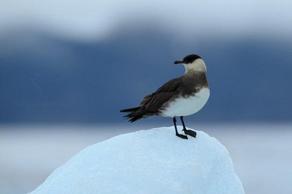 Chaluha příživná (Stercorarius parasiticus), Chaluha příživná (Stercorarius parasiticus) Artic Skua, Autor: Ondřej Prosický | NaturePhoto.cz, Model: Canon EOS-1D X, Objektiv: EF400mm f/2.8L IS II USM, Ohnisková vzdálenost (EQ35mm): 400 mm, fotografováno z ruky, Clona: 5.0, Doba expozice: 1/1250 s, ISO: 1000, Kompenzace expozice: +2/3, Blesk: Ne, 24. července 2013 0:48:08, Kongsbreen, Špicberky (Norsko)