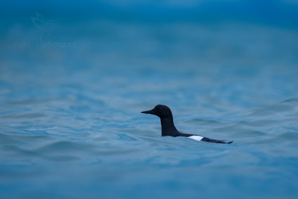 Alkoun obecný (Cepphus grylle), Alkoun obecný (Cepphus grylle) Black Guillemot, Autor: Ondřej Prosický | NaturePhoto.cz, Model: Canon EOS-1D X, Objektiv: EF400mm f/2.8L IS II USM, Ohnisková vzdálenost (EQ35mm): 400 mm, fotografováno z ruky, Clona: 4.0, Doba expozice: 1/640 s, ISO: 500, Kompenzace expozice: +2/3, Blesk: Ne, 23. července 2013 22:29:35, Kongsbreen, Špicberky (Norsko)