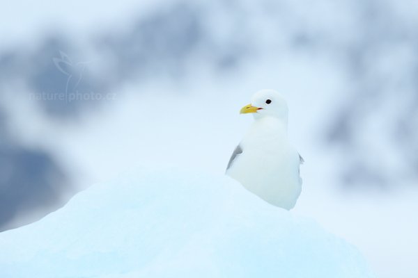 Racek tříprstý (Rissa tridactyla), Racek tříprstý (Rissa tridactyla) Black-legged Kittiwake, Autor: Ondřej Prosický | NaturePhoto.cz, Model: Canon EOS-1D X, Objektiv: Canon EF 400mm f/2.8 L IS II USM, fotografováno z ruky, Clona: 8.0, Doba expozice: 1/2000 s, ISO: 400, Kompenzace expozice: +2/3, Blesk: Ne, Vytvořeno: 15. července 2013 11:19:53, Krossfjorden, Špicberky (Norsko) 