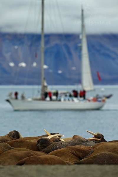 Mrož lední (Odobenus rosmarus), Mrož lední (Odobenus rosmarus) Walrus, Autor: Ondřej Prosický | NaturePhoto.cz, Model: Canon EOS-1D X, Objektiv: EF400mm f/2.8L IS II USM, Ohnisková vzdálenost (EQ35mm): 400 mm, fotografováno z ruky, Clona: 5.6, Doba expozice: 1/640 s, ISO: 200, Kompenzace expozice: 0, Blesk: Ne, 24. července 2013 10:11:31, Poolepynten, Špicberky (Norsko)