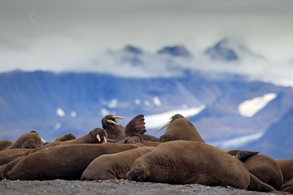 Mrož lední (Odobenus rosmarus), Mrož lední (Odobenus rosmarus) Walrus, Autor: Ondřej Prosický | NaturePhoto.cz, Model: Canon EOS-1D X, Objektiv: EF400mm f/2.8L IS II USM, Ohnisková vzdálenost (EQ35mm): 400 mm, fotografováno z ruky, Clona: 4.5, Doba expozice: 1/800 s, ISO: 200, Kompenzace expozice: +1 1/3, Blesk: Ne, 24. července 2013 9:34:23, Poolepynten, Špicberky (Norsko)