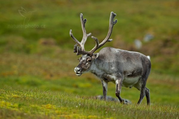 Sob polární  (Rangifer tarandus), Sob polární  (Rangifer tarandus) Svalbard Reindeer, Autor: Ondřej Prosický | NaturePhoto.cz, Model: Canon EOS-1D X, Objektiv: EF400mm f/2.8L IS II USM, Ohnisková vzdálenost (EQ35mm): 400 mm, fotografováno z ruky, Clona: 4.5, Doba expozice: 1/800 s, ISO: 200, Kompenzace expozice: +2/3, Blesk: Ne, 24. července 2013 15:54:47, Protektorfjellet, Špicberky (Norsko)