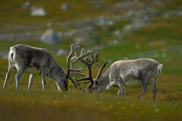 Sob polární  (Rangifer tarandus), Sob polární  (Rangifer tarandus) Svalbard Reindeer, Autor: Ondřej Prosický | NaturePhoto.cz, Model: Canon EOS-1D X, Objektiv: EF400mm f/2.8L IS II USM, Ohnisková vzdálenost (EQ35mm): 400 mm, fotografováno z ruky, Clona: 4.5, Doba expozice: 1/500 s, ISO: 200, Kompenzace expozice: +2/3, Blesk: Ne, 24. července 2013 15:56:48, Protektorfjellet, Špicberky (Norsko)