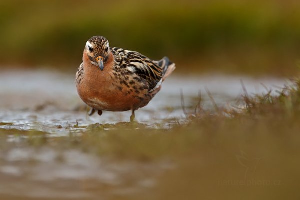 Lyskonoh ploskozobý (Phalaropus fulicarius), Lyskonoh ploskozobý (Phalaropus fulicarius) Grey Phalarope, Autor: Ondřej Prosický | NaturePhoto.cz, Model: Canon EOS-1D X, Objektiv: EF400mm f/2.8L IS II USM +2x III, Ohnisková vzdálenost (EQ35mm): 800 mm, fotografováno z ruky, Clona: 8.0, Doba expozice: 1/200 s, ISO: 1600, Kompenzace expozice: -1, Blesk: Ne, 13. července 2013 23:23:20, Lyngyaerbyen, Špicberky (Norsko)