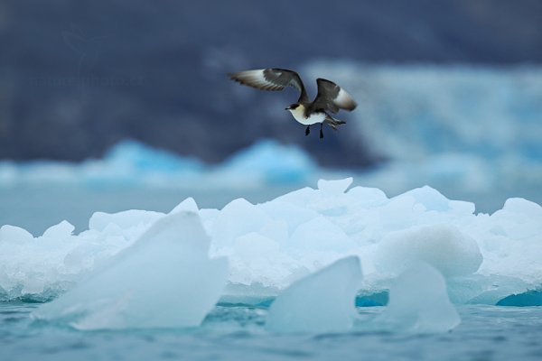 Chaluha příživná (Stercorarius parasiticus), Chaluha příživná (Stercorarius parasiticus) Artic Skua, Autor: Ondřej Prosický | NaturePhoto.cz, Model: Canon EOS-1D X, Objektiv: EF400mm f/2.8L IS II USM, Ohnisková vzdálenost (EQ35mm): 400 mm, fotografováno z ruky, Clona: 4.0, Doba expozice: 1/800 s, ISO: 400, Kompenzace expozice: +2/3, Blesk: Ne, 23. července 2013 22:15:05, Kongsbreen, Špicberky (Norsko)