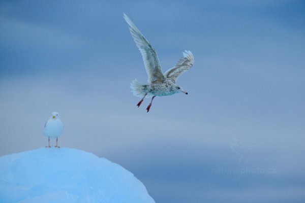 Racek šedý (Larus hyperboreus), Racek šedý (Larus hyperboreus) Glaucous Gull, Autor: Ondřej Prosický | NaturePhoto.cz, Model: Canon EOS-1D X, Objektiv: EF400mm f/2.8L IS II USM, Ohnisková vzdálenost (EQ35mm): 400 mm, fotografováno z ruky, Clona: 5.6, Doba expozice: 1/800 s, ISO: 640, Kompenzace expozice: +1/3, Blesk: Ne, 23. července 2013 0:09:46, Monacobreen, Špicberky (Norsko)