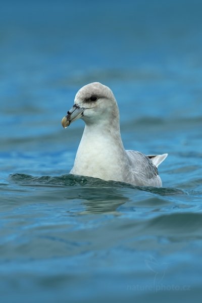 Buřňák lední (Fulmarus glacialis), Buřňák lední (Fulmarus glacialis) Northern Fulmar, Autor: Ondřej Prosický | NaturePhoto.cz, Model: Canon EOS-1D X, Objektiv: EF400mm f/2.8L IS II USM, Ohnisková vzdálenost (EQ35mm): 400 mm, fotografováno z ruky, Clona: 7.1, Doba expozice: 1/250 s, ISO: 500, Kompenzace expozice: +2/3, Blesk: Ne, 23. července 2013 22:31:32, Kongsbreen, Špicberky (Norsko)