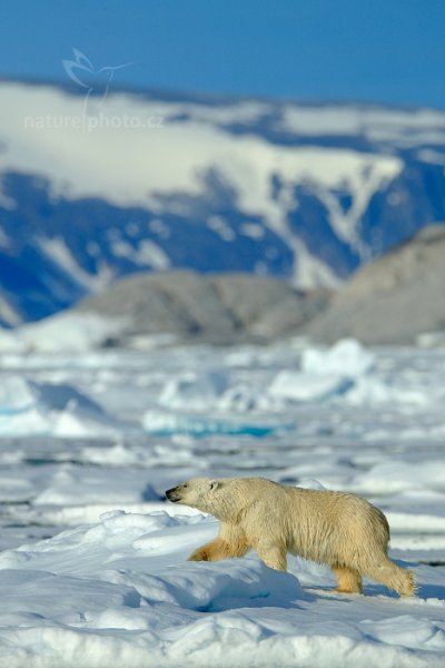 Medvěd lední (Ursus maritimus), Medvěd lední (Ursus maritimus) Polar Bear, Autor: Ondřej Prosický | NaturePhoto.cz, Model: Canon EOS-1D X, Objektiv: EF400mm f/2.8L IS II USM +2x III, Ohnisková vzdálenost (EQ35mm): 800 mm, fotografováno z ruky, Clona: 7.1, Doba expozice: 1/1600 s, ISO: 250, Kompenzace expozice: -1/3, Blesk: Ne, 17. července 2013 20:42:59, Sjuøyane, Špicberky (Norsko)