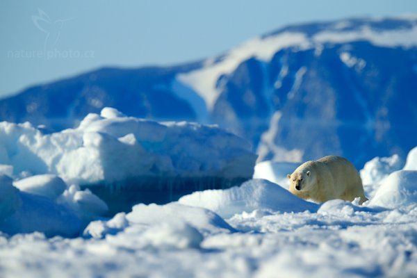 Medvěd lední (Ursus maritimus), Medvěd lední (Ursus maritimus) Polar Bear, Autor: Ondřej Prosický | NaturePhoto.cz, Model: Canon EOS-1D X, Objektiv: EF400mm f/2.8L IS II USM +2x, Ohnisková vzdálenost (EQ35mm): 800 mm, fotografováno z ruky, Clona: 6.3, Doba expozice: 1/640 s, ISO: 100, Kompenzace expozice: -2/3, Blesk: Ne, 17. července 2013 22:00:59, Sjuøyane, Špicberky (Norsko)