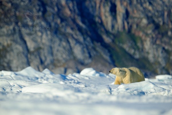 Medvěd lední (Ursus maritimus), Medvěd lední (Ursus maritimus) Polar Bear, Autor: Ondřej Prosický | NaturePhoto.cz, Model: Canon EOS-1D X, Objektiv: EF400mm f/2.8L IS II USM +2x, Ohnisková vzdálenost (EQ35mm): 800 mm, fotografováno z ruky, Clona: 6.3, Doba expozice: 1/500 s, ISO: 100, Kompenzace expozice: -1/3, Blesk: Ne, 17. července 2013 21:58:09, Sjuøyane, Špicberky (Norsko)