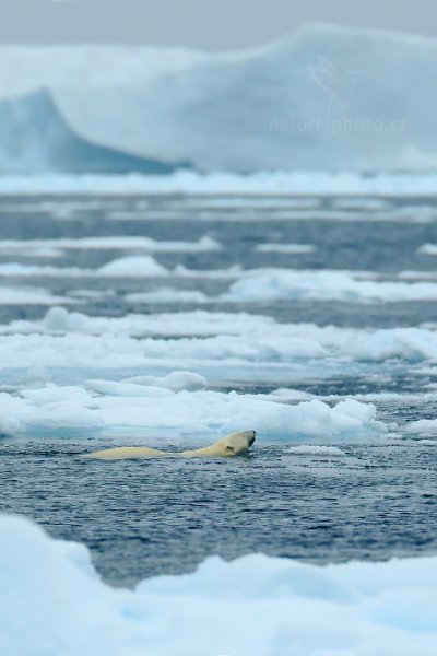 Medvěd lední (Ursus maritimus), Medvěd lední (Ursus maritimus) Polar Bear, Autor: Ondřej Prosický | NaturePhoto.cz, Model: Canon EOS-1D X, Objektiv: EF400mm f/2.8L IS II USM +2x III, Ohnisková vzdálenost (EQ35mm): 800 mm, fotografováno z ruky, Clona: 7.1, Doba expozice: 1/1000 s, ISO: 1250, Kompenzace expozice: +1/3, Blesk: Ne, 16. července 2013 10:02:06, Sjuøyane, Špicberky (Norsko)