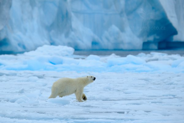 Medvěd lední (Ursus maritimus), Medvěd lední (Ursus maritimus) Polar Bear, Autor: Ondřej Prosický | NaturePhoto.cz, Model: Canon EOS-1D X, Objektiv: EF400mm f/2.8L IS II USM +2x III, Ohnisková vzdálenost (EQ35mm): 800 mm, fotografováno z ruky, Clona: 7.1, Doba expozice: 1/1250 s, ISO: 1000, Kompenzace expozice: +1/3, Blesk: Ne, 16. července 2013 9:18:40, Sjuøyane, Špicberky (Norsko)