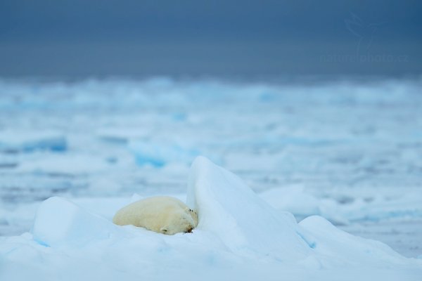 Medvěd lední (Ursus maritimus), Medvěd lední (Ursus maritimus) Polar Bear, Autor: Ondřej Prosický | NaturePhoto.cz, Model: Canon EOS-1D X, Objektiv: EF400mm f/2.8L IS II USM +2x III, Ohnisková vzdálenost (EQ35mm): 800 mm, fotografováno z ruky, Clona: 5.6, Doba expozice: 1/2000 s, ISO: 400, Kompenzace expozice: +1/3, Blesk: Ne, 16. července 2013 12:59:46, Sjuøyane, Špicberky (Norsko)