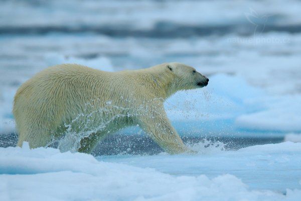 Medvěd lední (Ursus maritimus), Medvěd lední (Ursus maritimus) Polar Bear, Autor: Ondřej Prosický | NaturePhoto.cz, Model: Canon EOS-1D X, Objektiv: EF400mm f/2.8L IS II USM +2x III, Ohnisková vzdálenost (EQ35mm): 800 mm, fotografováno z ruky, Clona: 5.6, Doba expozice: 1/2000 s, ISO: 1250, Kompenzace expozice: +1/3, Blesk: Ne, 16. července 2013 9:43:11, Sjuøyane, Špicberky (Norsko)