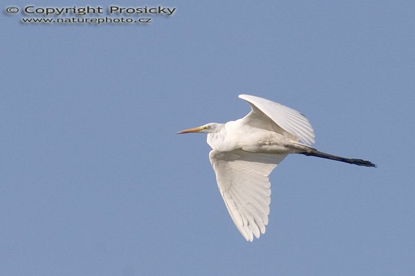 Volavka bílá (Egretta alba), Autor: Ondřej Prosický, Model aparátu: Canon EOS 20D, Objektiv: Canon EF 400mm f/5.6 L USM + TC Kenko SQH 1.5x, fotografováno z ruky, Ohnisková vzdálenost: 400.00 mm, Režim měření expozice: Vzorek, Clona: 7.10, Doba expozice: 1/800 s, ISO: 400, Vyvážení expozice: 0.67, Blesk: Ne, Vytvořeno: 10. října 2005 15:22:47, mezi obcemi Kujavy a Pustějov (ČR)
