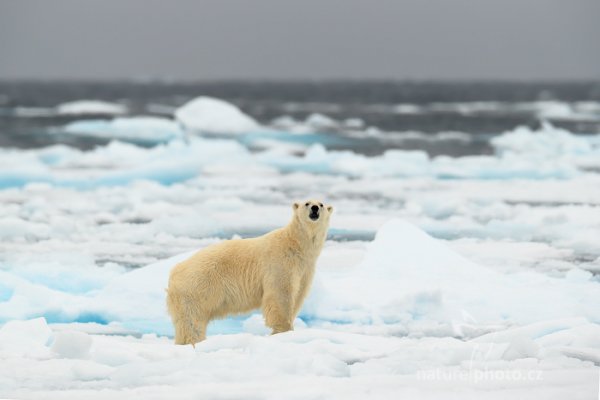 Medvěd lední (Ursus maritimus), Medvěd lední (Ursus maritimus) Polar Bear, Autor: Ondřej Prosický | NaturePhoto.cz, Model: Canon EOS-1D X, Objektiv: EF400mm f/2.8L IS II USM +2x III, Ohnisková vzdálenost (EQ35mm): 800 mm, fotografováno z ruky, Clona: 7.1, Doba expozice: 1/1250 s, ISO: 1000, Kompenzace expozice: +1/3, Blesk: Ne, 16. července 2013 9:14:25, Sjuøyane, Špicberky (Norsko)