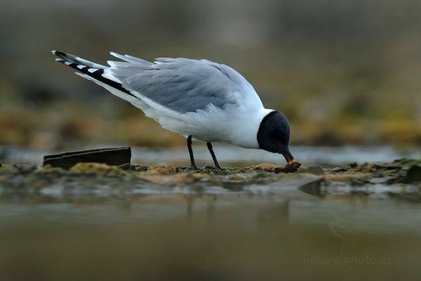 Racek Sabinův (Larus sabini), Racek Sabinův (Larus sabini) Sabine&#039;s Gull / Xema sabini, Autor: Ondřej Prosický | NaturePhoto.cz, Model: Canon EOS-1D X, Objektiv: EF400mm f/2.8L IS II USM +2x III, Ohnisková vzdálenost (EQ35mm): 800 mm, fotografováno z ruky, Clona: 6.3, Doba expozice: 1/800 s, ISO: 800, Kompenzace expozice: -2/3, Blesk: Ne, 17. července 2013 11:39:22, Sjuøyane, Špicberky (Norsko)