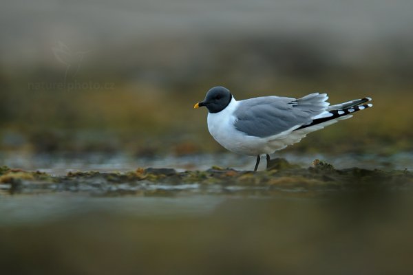 Racek Sabinův (Larus sabini), Racek Sabinův (Larus sabini) Sabine&#039;s Gull / Xema sabini, Autor: Ondřej Prosický | NaturePhoto.cz, Model: Canon EOS-1D X, Objektiv: EF400mm f/2.8L IS II USM +2x III, Ohnisková vzdálenost (EQ35mm): 800 mm, fotografováno z ruky, Clona: 5.6, Doba expozice: 1/1250 s, ISO: 800, Kompenzace expozice: -2/3, Blesk: Ne, 17. července 2013 11:39:08, Sjuøyane, Špicberky (Norsko)