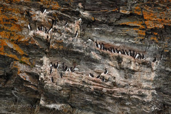 Alkoun tlustozobý (Uria lomvia), Alkoun tlustozobý (Uria lomvia) Brünnich&#039;s Guillemot, Autor: Ondřej Prosický | NaturePhoto.cz, Model: Canon EOS-1D X, Objektiv: EF400mm f/2.8L IS II USM, Ohnisková vzdálenost (EQ35mm): 400 mm, fotografováno z ruky, Clona: 6.3, Doba expozice: 1/640 s, ISO: 1000, Kompenzace expozice: +1/3, Blesk: Ne, 15. července 2013 15:01:13, Kroossfjorden, Špicberky (Norsko)