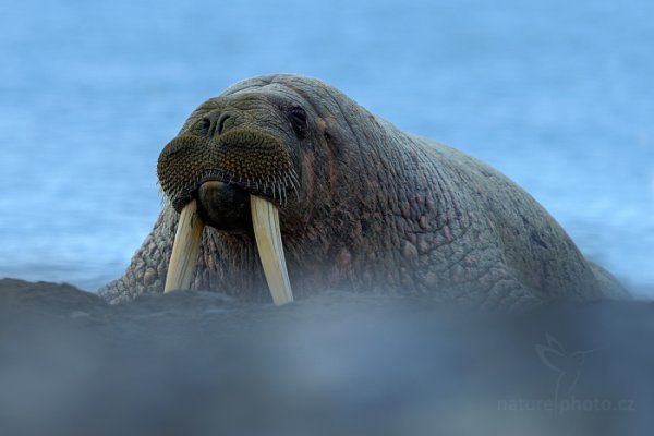 Mrož lední (Odobenus rosmarus), Mrož lední (Odobenus rosmarus) Walrus, Autor: Ondřej Prosický | NaturePhoto.cz, Model: Canon EOS-1D X, Objektiv: EF400mm f/2.8L IS II USM, Ohnisková vzdálenost (EQ35mm): 400 mm, fotografováno z ruky, Clona: 5.6, Doba expozice: 1/1000 s, ISO: 400, Kompenzace expozice: +2/3, Blesk: Ne, 21. července 2013 16:42:22, Hinlopenstretet, Špicberky (Norsko)