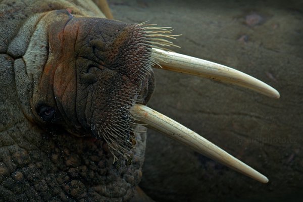 Mrož lední (Odobenus rosmarus), Mrož lední (Odobenus rosmarus) Walrus, Autor: Ondřej Prosický | NaturePhoto.cz, Model: Canon EOS-1D X, Objektiv: EF400mm f/2.8L IS II USM +2x III, Ohnisková vzdálenost (EQ35mm): 800 mm, fotografováno z ruky, Clona: 5.6, Doba expozice: 1/800 s, ISO: 1250, Kompenzace expozice: 0, Blesk: Ne, 21. července 2013 14:46:21, Hinlopenstretet, Špicberky (Norsko)