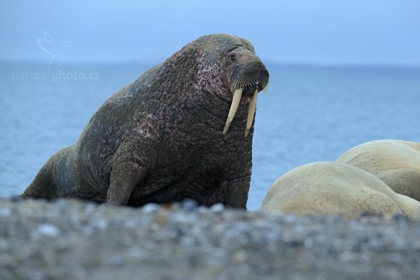 Mrož lední (Odobenus rosmarus), Mrož lední (Odobenus rosmarus) Walrus, Autor: Ondřej Prosický | NaturePhoto.cz, Model: Canon EOS-1D X, Objektiv: EF400mm f/2.8L IS II USM, Ohnisková vzdálenost (EQ35mm): 400 mm, fotografováno z ruky, Clona: 6.3, Doba expozice: 1/500 s, ISO: 500, Kompenzace expozice: -1/3, Blesk: Ne, 21. července 2013 15:25:02, Hinlopenstretet, Špicberky (Norsko)