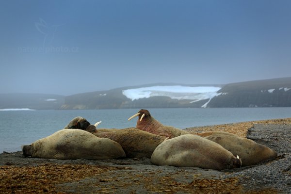 Mrož lední (Odobenus rosmarus), Mrož lední (Odobenus rosmarus) Walrus, Autor: Ondřej Prosický | NaturePhoto.cz, Model: Canon EOS 5D Mark III, Objektiv: EF70-200mm f/2.8L IS II USM, Ohnisková vzdálenost (EQ35mm): 130 mm, fotografováno z ruky, Clona: 3.5, Doba expozice: 1/250 s, ISO: 100, Kompenzace expozice: +1, Blesk: Ne, 21. července 2013 14:55:29, Hinlopenstretet, Špicberky (Norsko)