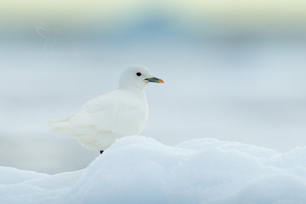 Racek sněžní (Pagophila eburnea), Racek sněžní (Pagophila eburnea) Ivory Gull, Autor: Ondřej Prosický | NaturePhoto.cz, Model: Canon EOS-1D X, Objektiv: EF400mm f/2.8L IS II USM +2x III, Ohnisková vzdálenost (EQ35mm): 800 mm, fotografováno z ruky, Clona: 7.1, Doba expozice: 1/2500 s, ISO: 500, Kompenzace expozice: 0, Blesk: Ne, 16. července 2013 16:45:25, Sjuøyane, Špicberky (Norsko)