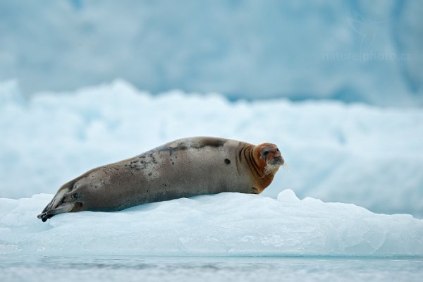 Tuleň vousatý (Erignathus barbatus), Tuleň vousatý (Erignathus barbatus) Bearded Seal, Autor: Ondřej Prosický | NaturePhoto.cz, Model: Canon EOS-1D X, Objektiv: EF400mm f/2.8L IS II USM +2x III, Ohnisková vzdálenost (EQ35mm): 800 mm, fotografováno z ruky, Clona: 5.6, Doba expozice: 1/500 s, ISO: 1000, Kompenzace expozice: +2/3, Blesk: Ne, 23. července 2013 23:02:29, Kongsbreen, Špicberky (Norsko)