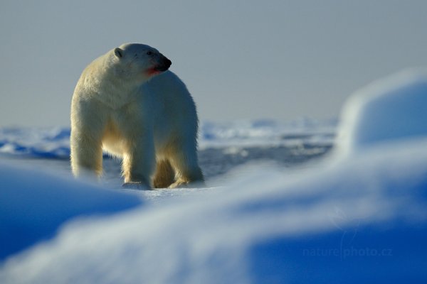 Medvěd lední (Ursus maritimus), Medvěd lední (Ursus maritimus) Polar Bear, Autor: Ondřej Prosický | NaturePhoto.cz, Model: Canon EOS-1D X, Objektiv: EF400mm f/2.8L IS II USM, Ohnisková vzdálenost (EQ35mm): 400 mm, fotografováno z ruky, Clona: 5.0, Doba expozice: 1/8000 s, ISO: 800, Kompenzace expozice: -1, Blesk: Ne, 16. července 2013 22:21:31, Sjuøyane, Špicberky (Norsko)