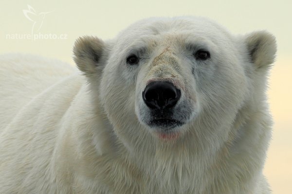 Medvěd lední (Ursus maritimus), Medvěd lední (Ursus maritimus) Polar Bear, Autor: Ondřej Prosický | NaturePhoto.cz, Model: Canon EOS-1D X, Objektiv: EF400mm f/2.8L IS II USM, Ohnisková vzdálenost (EQ35mm): 400 mm, fotografováno z ruky, Clona: 6.3, Doba expozice: 1/500 s, ISO: 100, Kompenzace expozice: +2/3, Blesk: Ne, 16. července 2013 15:57:36, Sjuøyane, Špicberky (Norsko)